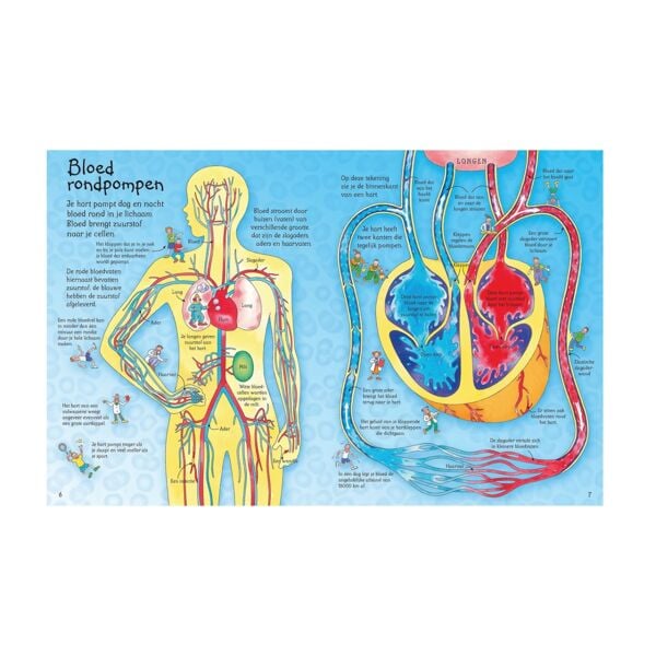 See Inside Your Body Hb