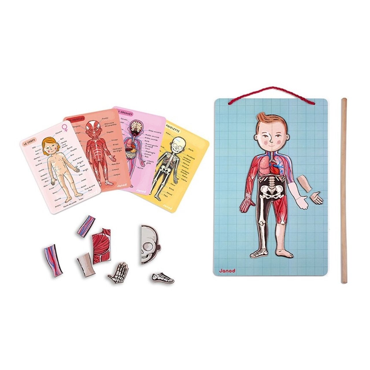 Janod Mıknatıslı Oyun - Vücudumuzu Tanıyalım