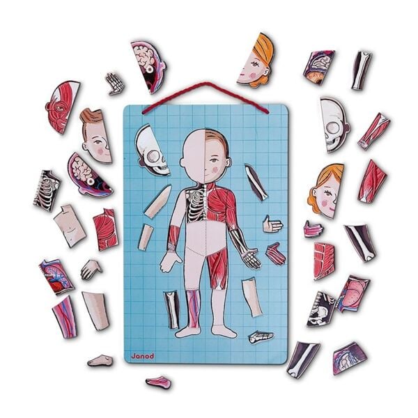 Janod Mıknatıslı Oyun - Vücudumuzu Tanıyalım