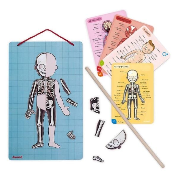 Janod Mıknatıslı Oyun - Vücudumuzu Tanıyalım