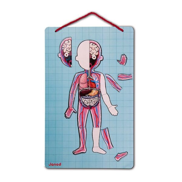 Janod Mıknatıslı Oyun - Vücudumuzu Tanıyalım